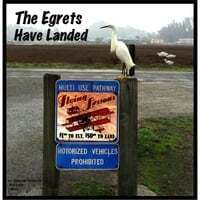 The Egrets Have Landed